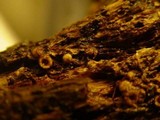 Sphaerobolus stellatus image