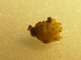 Sphaerobolus stellatus image