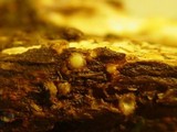Sphaerobolus stellatus image