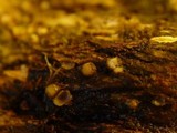 Sphaerobolus stellatus image