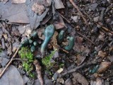 Microglossum olivaceum image
