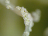 Ramalina petrina image