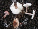Lepiota brunneoincarnata image