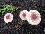 Lepiota brunneoincarnata image