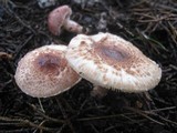 Lepiota brunneoincarnata image