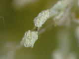 Ramalina petrina image