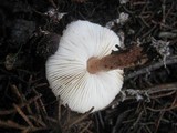 Lepiota brunneoincarnata image