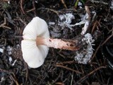 Lepiota brunneoincarnata image