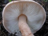 Lepiota brunneoincarnata image
