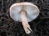 Lepiota brunneoincarnata image