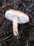 Lepiota brunneoincarnata image