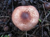 Lepiota brunneoincarnata image