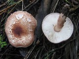 Lepiota brunneoincarnata image