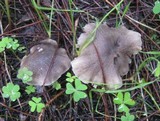 Tricholoma terreum image