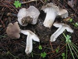 Tricholoma terreum image