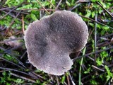 Tricholoma terreum image