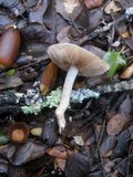 Hebeloma fragilipes image
