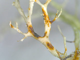 Ramalina petrina image