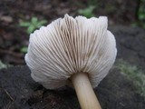 Rhodocollybia butyracea image