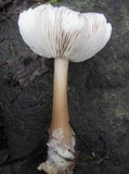 Rhodocollybia butyracea image