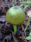 Entoloma incanum image