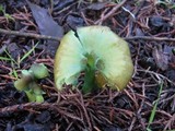 Entoloma incanum image
