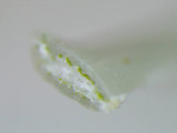 Ramalina petrina image