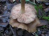 Entoloma rhodopolium image