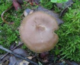Entoloma rhodopolium image