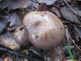 Cortinarius variecolor image