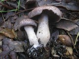 Cortinarius variecolor image