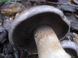 Cortinarius variecolor image