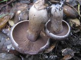 Cortinarius variecolor image