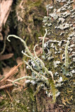 Cladonia coniocraea image
