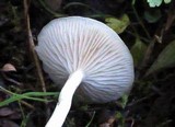 Clitocybe fragrans image