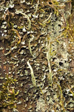 Cladonia coniocraea image