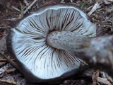Pluteus exilis image