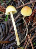 Galerina clavata image