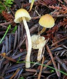 Galerina clavata image