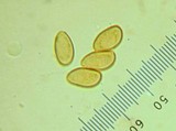 Galerina clavata image