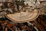 Trametes pubescens image