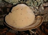 Trametes pubescens image