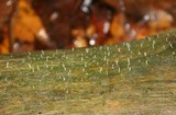 Multiclavula mucida image
