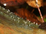 Multiclavula mucida image