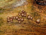 Lycogala epidendrum image