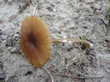 Entoloma formosum image