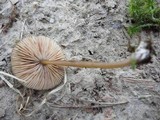 Entoloma formosum image
