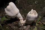 Abortiporus biennis image