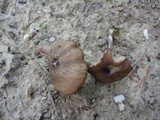 Entoloma asprellum image