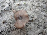 Entoloma asprellum image